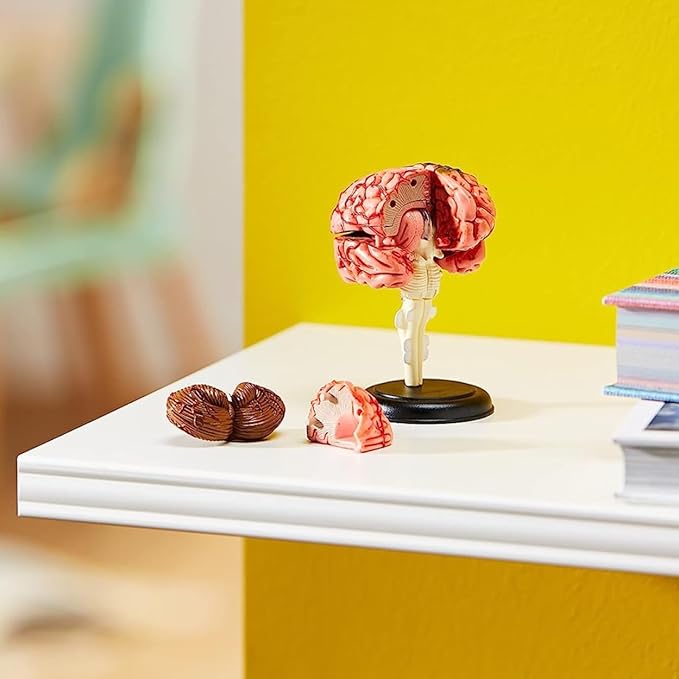 Learning Resources Brain Model - Anatomy and Science Classroom Must Haves, Neuro Health and Human Body Model, STEM Study Tools, Back to School Kits, Homeschool Gifts for Students