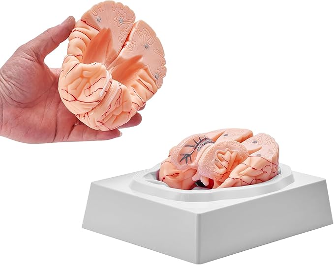 VEVOR Human Brain Anatomy Model - 9-Part Life Size Brain with Color-Coded Artery for Science Classroom Study & Display