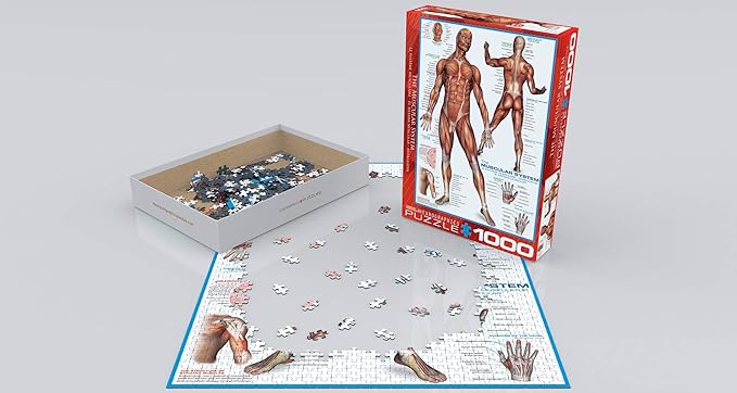 EuroGraphics Muscular System Puzzle (1000-Piece) (6000-2015)