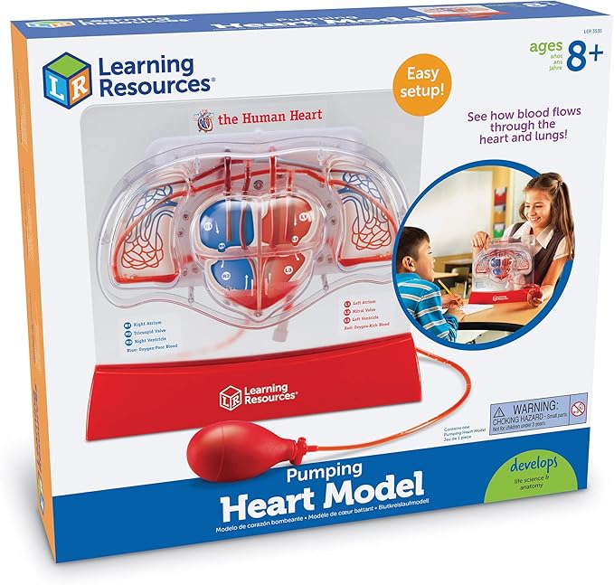 Learning Resources Pumping Heart Model - Science Classroom Must Haves, STEM Student Essentials, Practice Anatomy, Cardiology Artery and Veins Study Tools, Back to School Supplies for Teachers