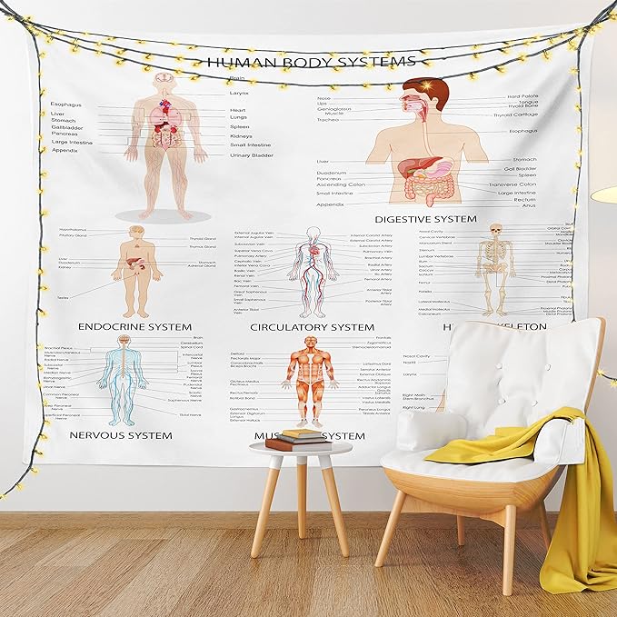 Ambesonne Human Anatomy Tapestry, Chart of Organs Body Structures Biology Themed Cartoon Schemes, Fabric Wall Hanging Decor for Bedroom Living Room Dorm, 28" X 23", White and Multicolor