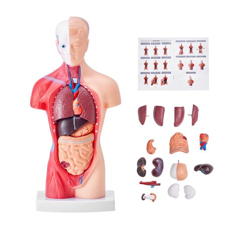 Human Body Model, 15 Parts 11 inch, Human Torso Anatomy Model Anatomical Skeleton Model with Removable Organs, Educational Teaching Tool for Students Science Learning School Education Display