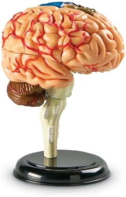 Learning Resources Brain Model - Anatomy and Science Classroom Must Haves, Neuro Health and Human Body Model, STEM Study Tools, Back to School Kits, Homeschool Gifts for Students