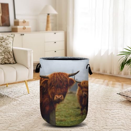 Highland Cow Laundry Basket, Laundry Hamper Collapsible Oxford Cloth with Handle Clothes Toy Storage Bin for Bathroom Laundry Room Bedroom 15.7 X 20 Inch - color: Highland Cow