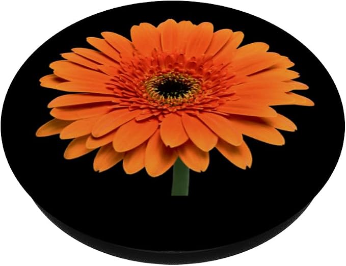 Orange Gerbera Daisy Flower Black Background PopSockets Adhesive PopGrip