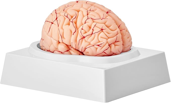 VEVOR Human Brain Anatomy Model - 9-Part Life Size Brain with Color-Coded Artery for Science Classroom Study & Display