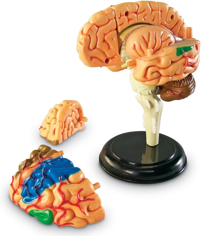 Learning Resources Brain Model - Anatomy and Science Classroom Must Haves, Neuro Health and Human Body Model, STEM Study Tools, Back to School Kits, Homeschool Gifts for Students