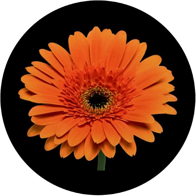 Orange Gerbera Daisy Flower Black Background PopSockets Adhesive PopGrip