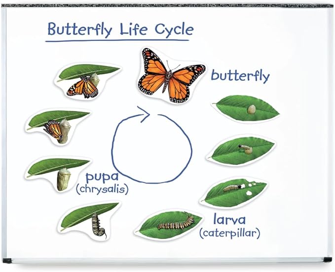 Learning Resources Giant Magnetic Butterfly Life Cycle - Write-and-Wipe Teaching Aids and STEM Decor, Butterfly Life Cycle Models, Dry Erase Accessories for Homeschool or Classroom