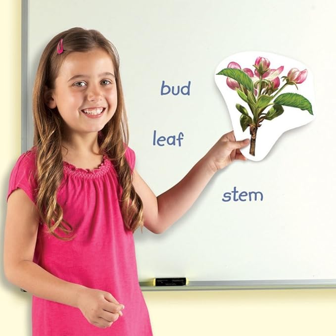 Learning Resources Giant Magnetic Plant Life Cycle - STEM Growing Seed, Montessori Tree , Biology Cards, Classroom Teacher Must Haves Activities, Science Homeschool Essentials, Gifts for Students