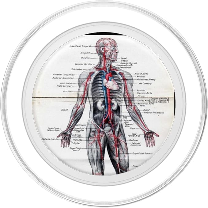 Medical Nursing Student Anatomy Chart PopSockets PopGrip: Swappable Grip for Phones &amp Tablets PopSockets Adhesive PopGrip