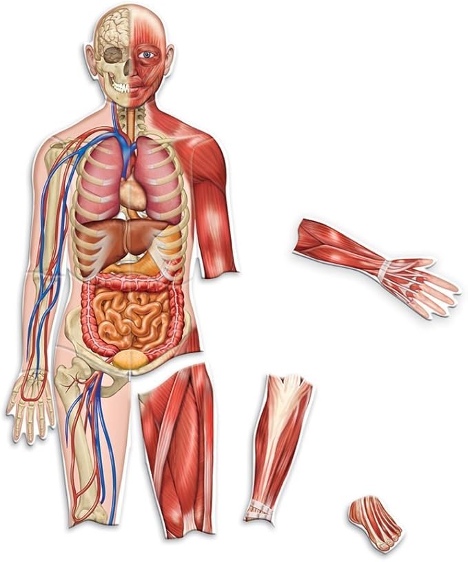 Learning Resources Double-Sided Magnetic Human Body – Anatomy Model, Body Parts for Students, STEM Classroom Essentials, Skeleton Kit for Doctors, Science Classrooms and Homeschool Essentials