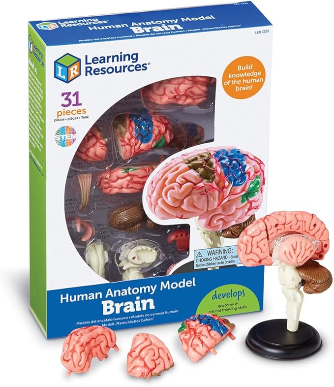 Learning Resources Brain Model - Anatomy and Science Classroom Must Haves, Neuro Health and Human Body Model, STEM Study Tools, Back to School Kits, Homeschool Gifts for Students