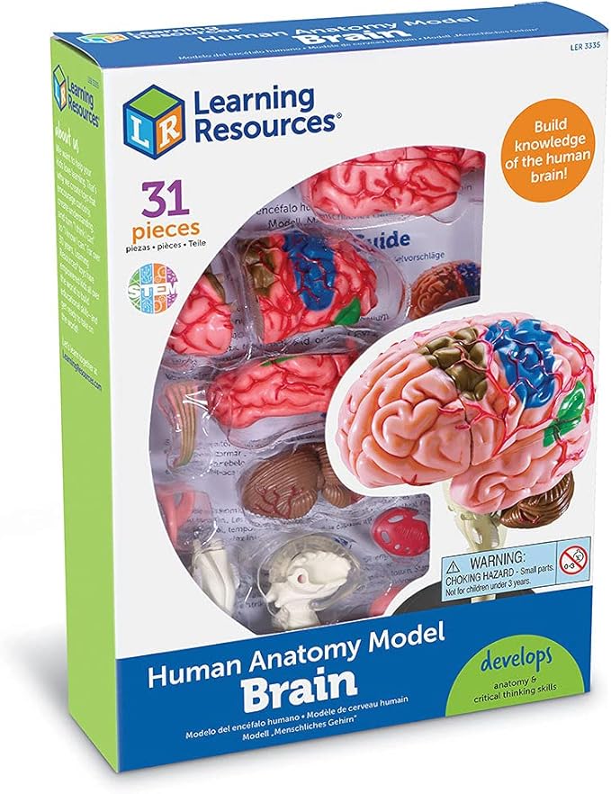 Learning Resources Brain Model - Anatomy and Science Classroom Must Haves, Neuro Health and Human Body Model, STEM Study Tools, Back to School Kits, Homeschool Gifts for Students