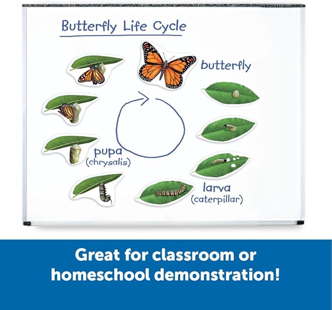 Learning Resources Giant Magnetic Butterfly Life Cycle - Write-and-Wipe Teaching Aids and STEM Decor, Butterfly Life Cycle Models, Dry Erase Accessories for Homeschool or Classroom