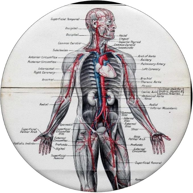 Medical Nursing Student Anatomy Chart PopSockets PopGrip: Swappable Grip for Phones &amp Tablets PopSockets Adhesive PopGrip