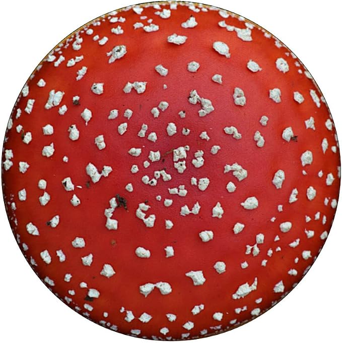 Mushroom Red Fly Agaric Amanita Nature Fungus Forest Design PopSockets Adhesive PopGrip