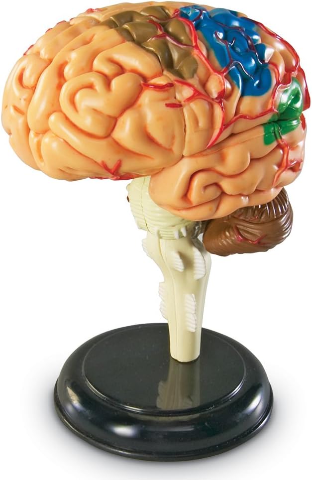 Learning Resources Brain Model - Anatomy and Science Classroom Must Haves, Neuro Health and Human Body Model, STEM Study Tools, Back to School Kits, Homeschool Gifts for Students