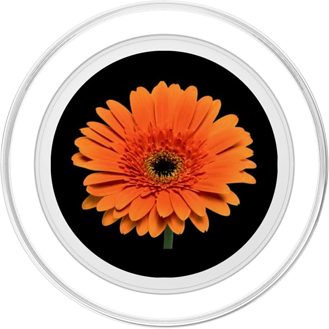 Orange Gerbera Daisy Flower Black Background PopSockets Adhesive PopGrip