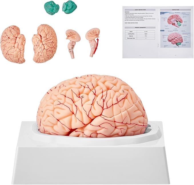 VEVOR Human Brain Anatomy Model - 9-Part Life Size Brain with Color-Coded Artery for Science Classroom Study & Display