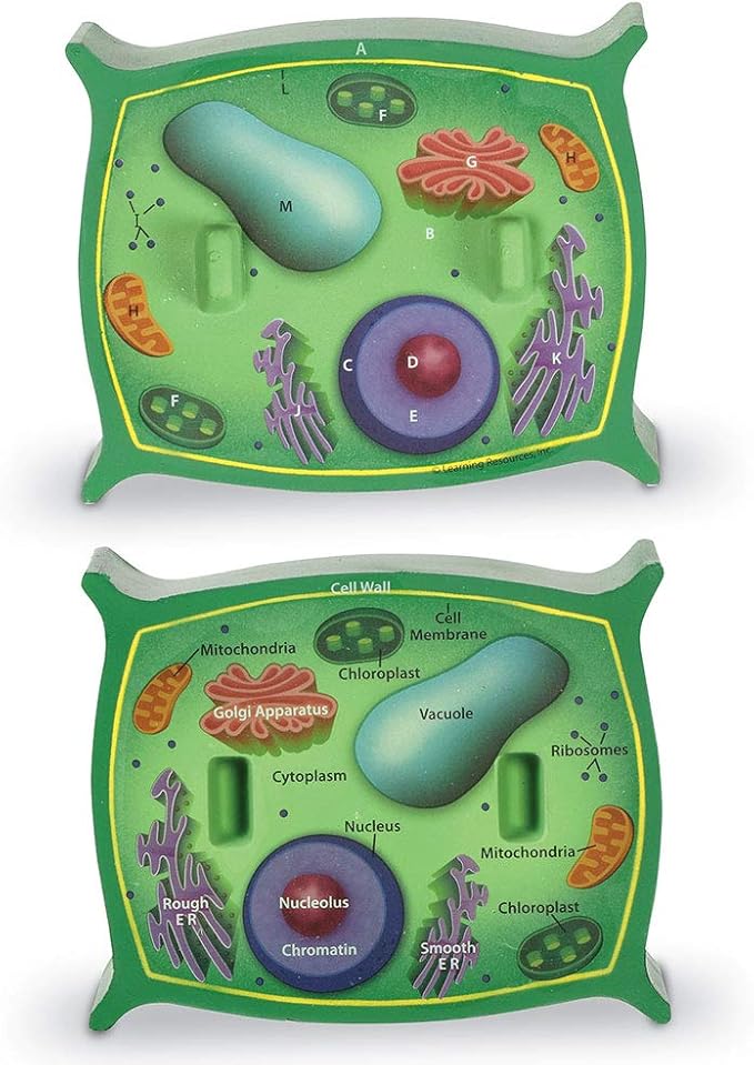 Learning Resources Cross-Section Plant Cell Model, Plant Anatomy, Science Classroom Accessories, 2 Foam Pieces