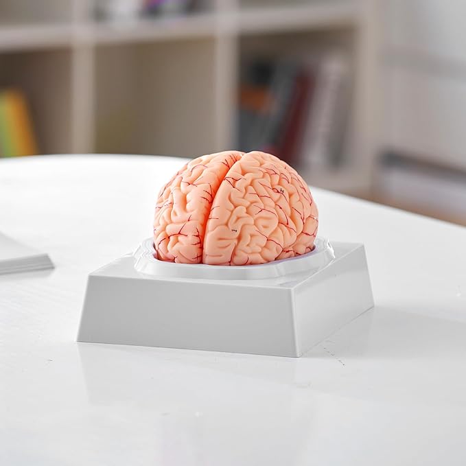 VEVOR Human Brain Anatomy Model - 9-Part Life Size Brain with Color-Coded Artery for Science Classroom Study & Display