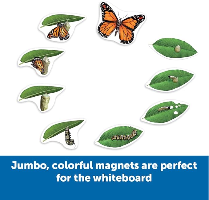 Learning Resources Giant Magnetic Butterfly Life Cycle - Write-and-Wipe Teaching Aids and STEM Decor, Butterfly Life Cycle Models, Dry Erase Accessories for Homeschool or Classroom
