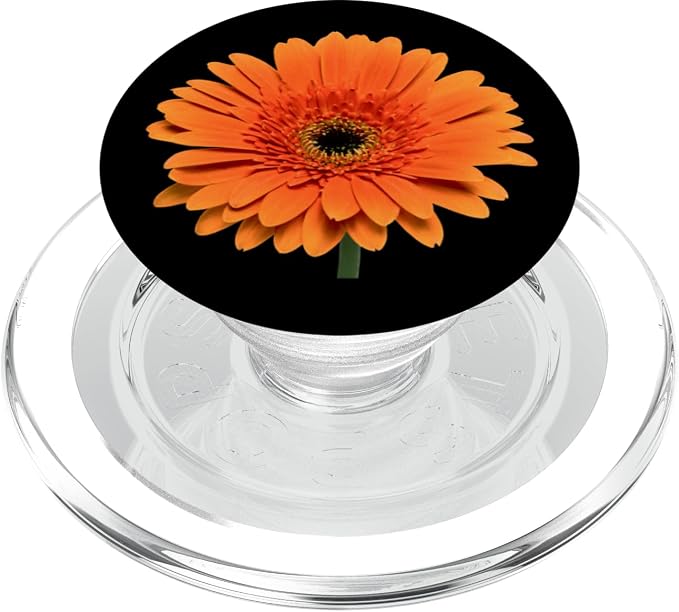 Orange Gerbera Daisy Flower Black Background PopSockets Adhesive PopGrip