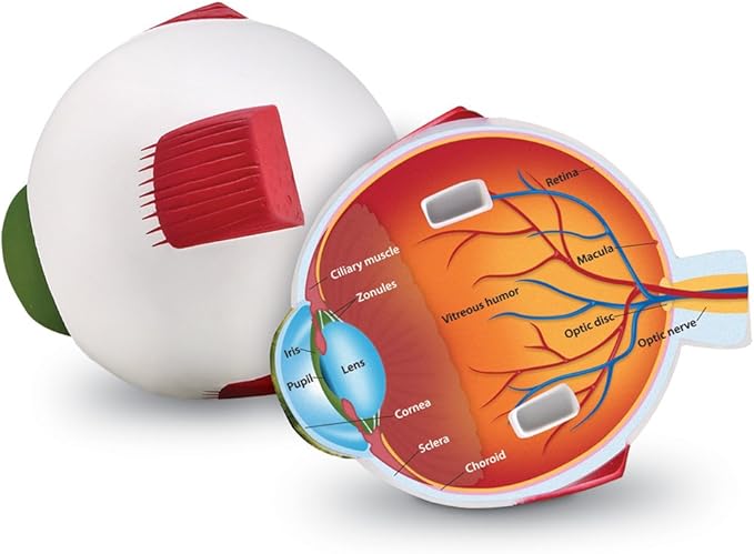 Learning Resources Soft Foam Cross-Section Human Eye Model - 3D Model for Kids, Biology Classroom Supplies & Science Equipment, Human Anatomy and Physiology Study Tools, Science Classroom Decor