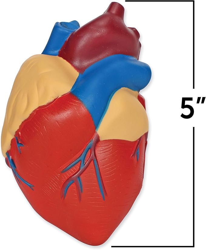Learning Resources Cross-Section Human Heart Model - Practice Anatomy, Cardiology Artery and Veins Study Tools, Classroom Must Haves, STEM Student Essentials, Back to School Supplies for Teachers