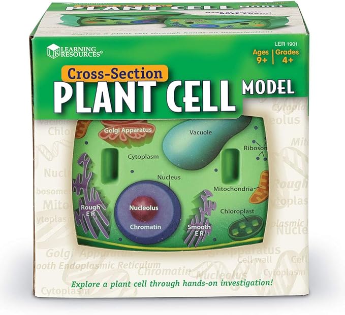 Learning Resources Cross-Section Plant Cell Model, Plant Anatomy, Science Classroom Accessories, 2 Foam Pieces