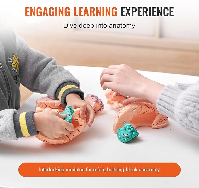 VEVOR Human Brain Anatomy Model - 9-Part Life Size Brain with Color-Coded Artery for Science Classroom Study & Display