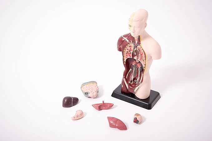 Edu Science 03093 Vinco Mini Torso, Multi-Color