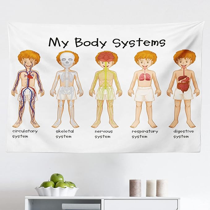 Ambesonne Science Tapestry, Different Systems in Human Nervous Skeletal Digestive Body Anatomy Young, Fabric Wall Hanging Decor for Bedroom Living Room Dorm, 45" X 30", Multicolor