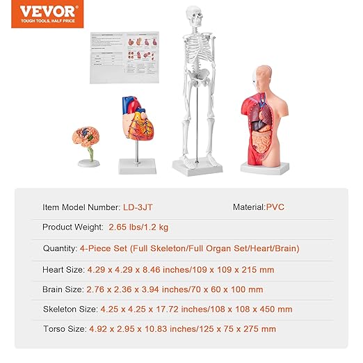 VEVOR Human Anatomy Models Bundle Set, Brain, Human Torso Body, Heart, Skeleton Model Set of 4, Hands-on 3D Model Study Tools Teaching Models for Physiology Students or as Educational Kit for Kids
