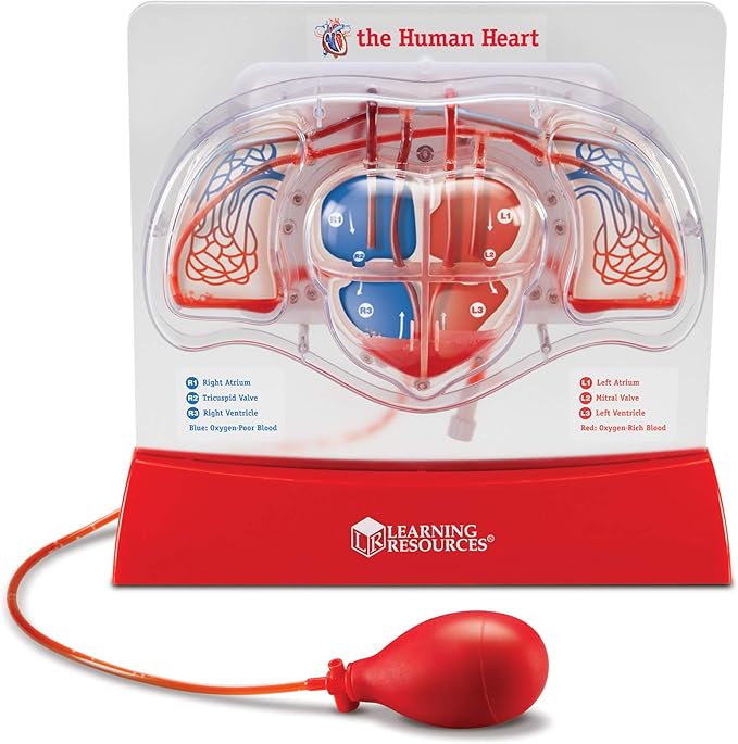 Learning Resources Pumping Heart Model - Science Classroom Must Haves, STEM Student Essentials, Practice Anatomy, Cardiology Artery and Veins Study Tools, Back to School Supplies for Teachers