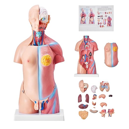 VEVOR Human Body Model, 23 Parts 18 inch, Human Torso Anatomy Model Unisex Anatomical Skeleton Model with Removable Organs, Educational Teaching Tool for Students Science Learning Education Display