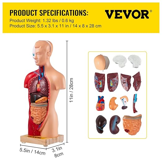 VEVOR Human Torso Anatomy Model, 15 Parts, 11 Inch Human Body Model w/Brian Skull Head Heart and Removable Organs, Display Base & Product Manual Included, for Student Education Learning Display