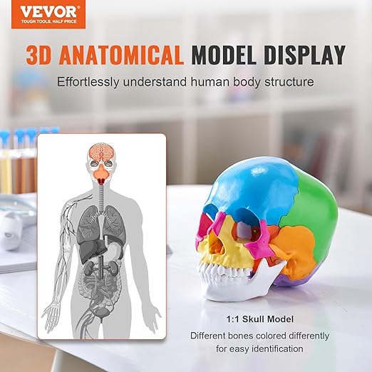 VEVOR Human Skull Model, 22 Parts Human Skull Anatomy, Life-Size Painted Anatomy Skull Model, PVC Anatomical Skull, Detachable Learning Skull Model, for Professional Teaching, Researching and Learning