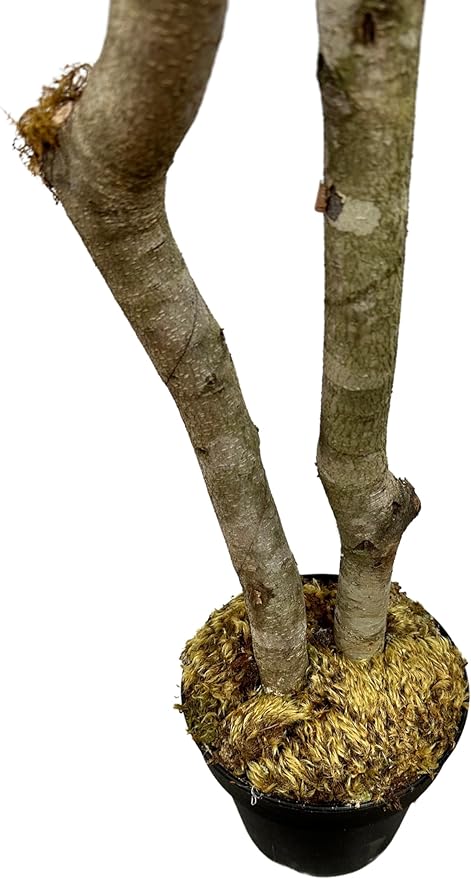 Cypress & Alabaster Handmade 4ft Italian Black Olive Leaf Artificial Tree with Ethically Sourced Real Wood Trunks, Hypoallergenic, 4-Foot, Green
