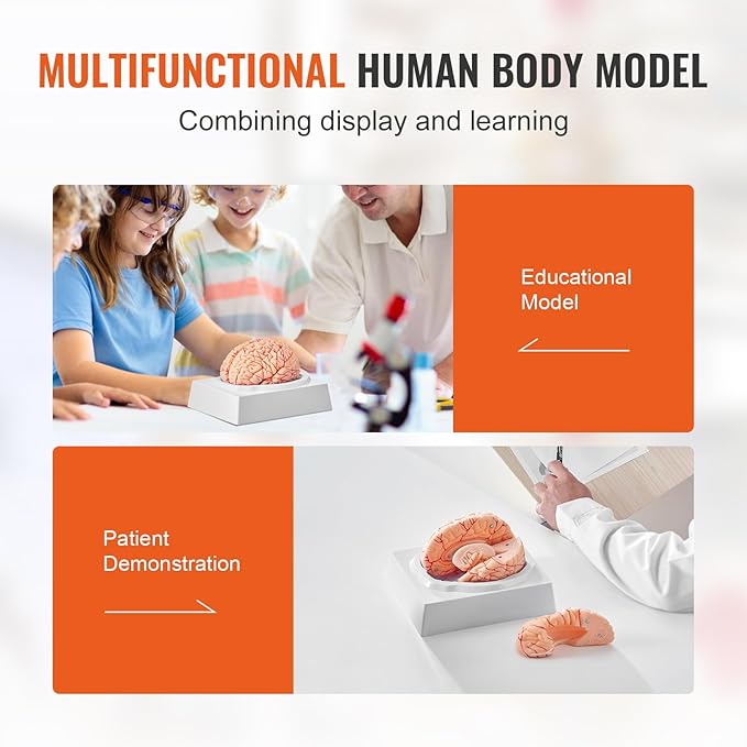 VEVOR Human Brain Anatomy Model - 9-Part Life Size Brain with Color-Coded Artery for Science Classroom Study & Display
