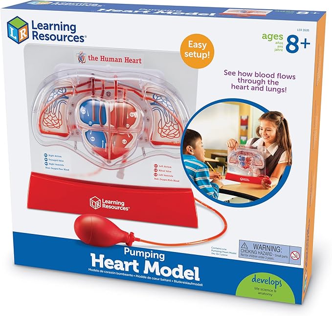 Learning Resources Pumping Heart Model - Science Classroom Must Haves, STEM Student Essentials, Practice Anatomy, Cardiology Artery and Veins Study Tools, Back to School Supplies for Teachers
