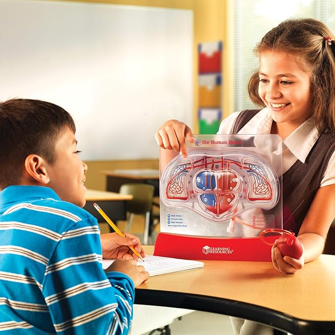 Learning Resources Pumping Heart Model - Science Classroom Must Haves, STEM Student Essentials, Practice Anatomy, Cardiology Artery and Veins Study Tools, Back to School Supplies for Teachers
