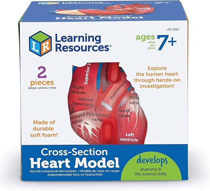 Learning Resources Cross-Section Human Heart Model - Practice Anatomy, Cardiology Artery and Veins Study Tools, Classroom Must Haves, STEM Student Essentials, Back to School Supplies for Teachers