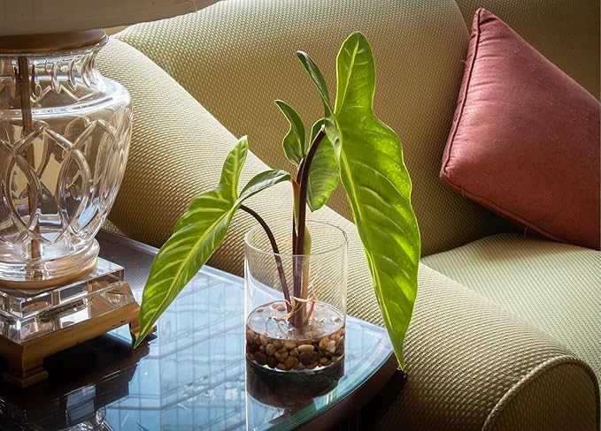 SUNPRAIRIE Realistic Faux Plant in Clear Pot with Artificial Water, Narrow Arrowhead Leaves. Artificial Plants Indoor and Outdoor