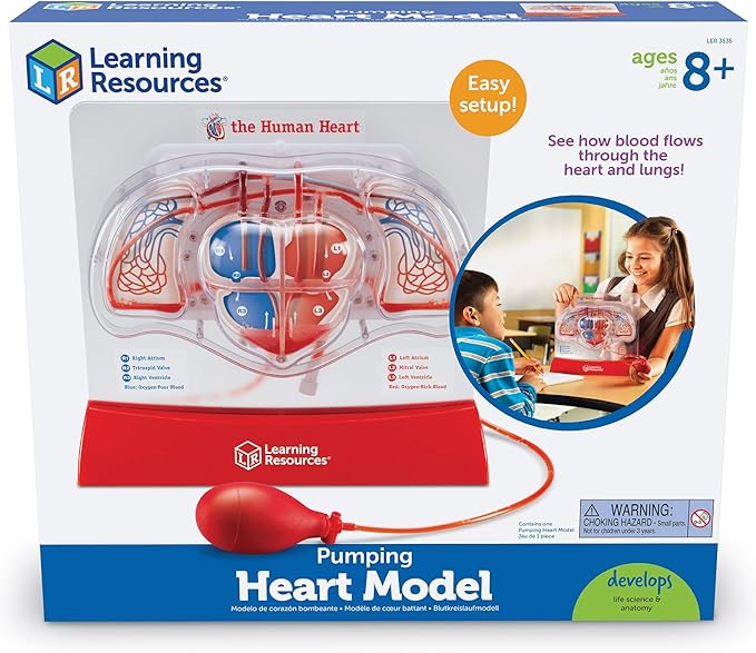 Learning Resources Pumping Heart Model - Science Classroom Must Haves, STEM Student Essentials, Practice Anatomy, Cardiology Artery and Veins Study Tools, Back to School Supplies for Teachers