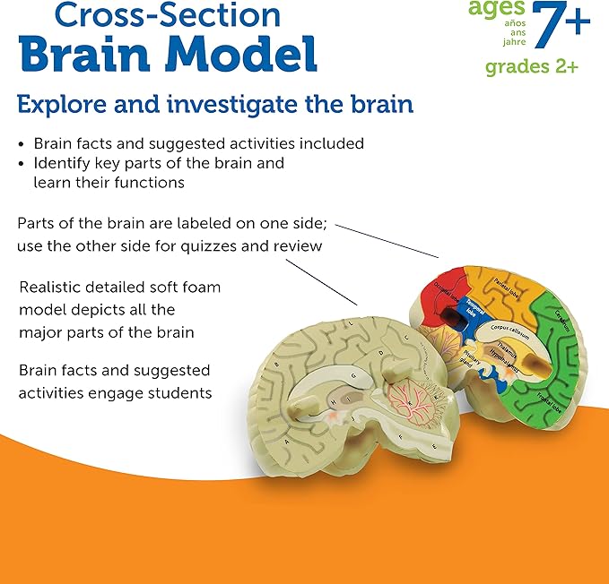 Learning Resources Cross-section Brain Model - 2 Pieces, Ages 7+ Brain Anatomy Model, Brain Functions Model, Human Anatomy for Kids, Foam Brain Model,Back to School Supplies