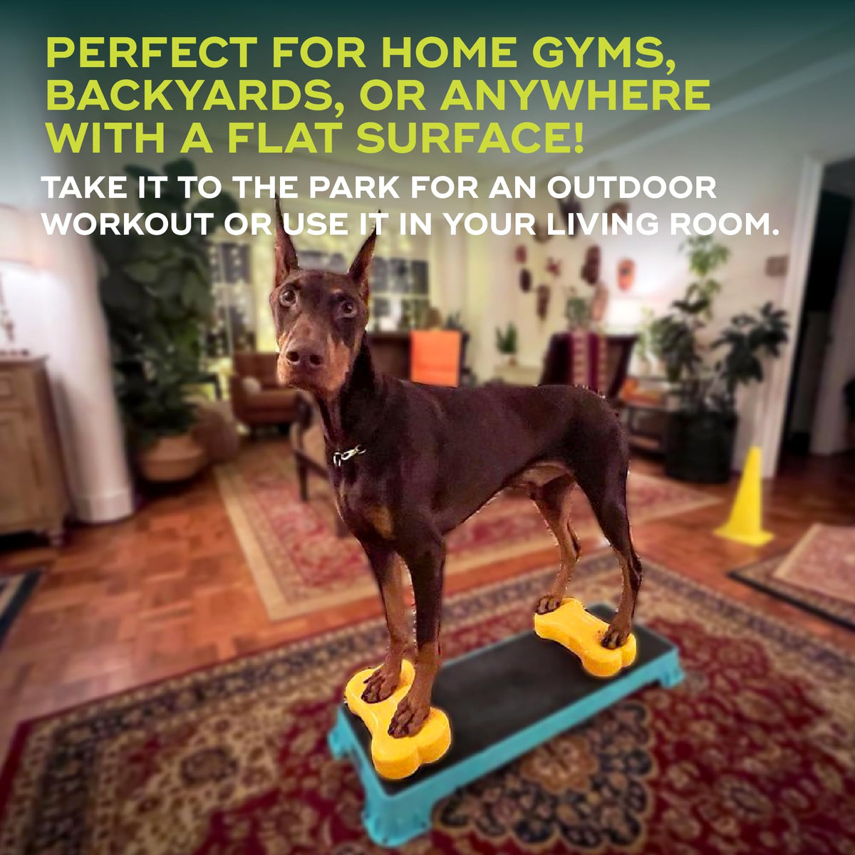 FitPaws® Mini K9FITbone® Dog Balance and Exercise Equipment, Mango, 2-Pack