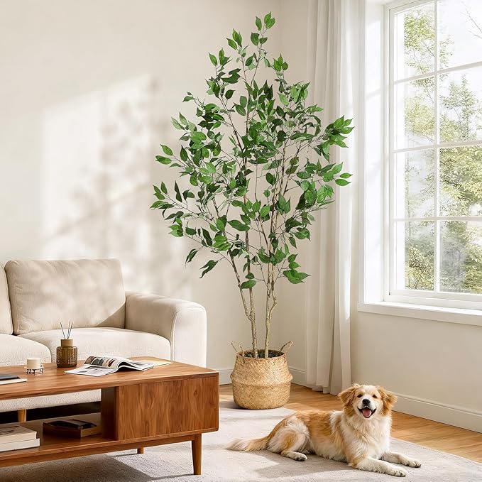 6FT Ficus Trees Artificial Indoor, Faux Silk Plant with Natural Wood Trunk and Lifelike Fruits, White Imitation Ceramic Planter with Green Fake Moss for Modern Home Office Living Room Decor