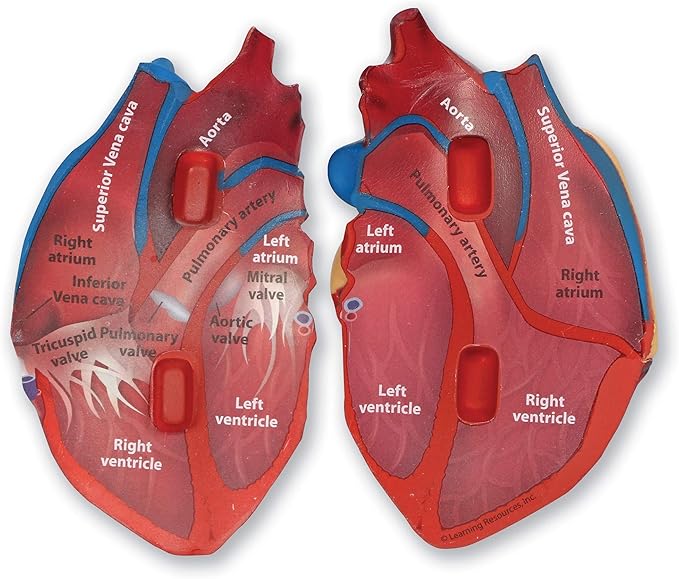 Learning Resources Cross-Section Human Heart Model - Practice Anatomy, Cardiology Artery and Veins Study Tools, Classroom Must Haves, STEM Student Essentials, Back to School Supplies for Teachers